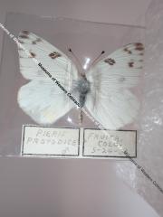 Checkered White (Butterfly) - Will Minor Collection