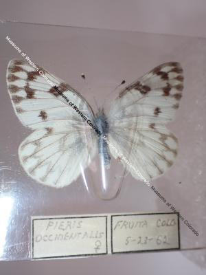 Western White (Butterfly) - Will Minor Collection