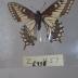 Desert Black Swallowtail (Butterfly) - Will Minor Collection