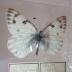 Western White (Butterfly) - Will Minor Collection