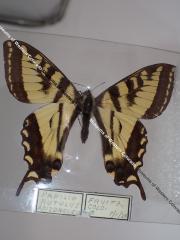 Western Tiger Swallowtail (Butterfly) - Will Minor Collection