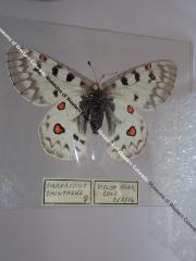 Rocky Mountain Parnassian (Butterfly) - Will Minor Collection