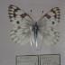 Western White (Butterfly) - Will Minor Collection