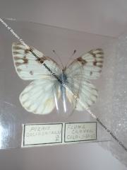 Western White (Butterfly) - Will Minor Collection