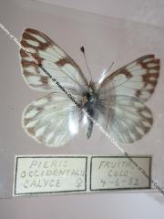 Western White (Butterfly) - Will Minor Collection