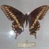 Baird's Swallowtail (Butterfly) - Will Minor Collection