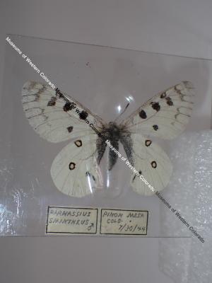 Rocky Mountain Parnassian (Butterfly) - Will Minor Collection