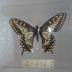 Anise Swallowtail (Butterfly) - Will Minor Collection