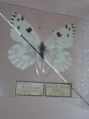 Becker's White (Butterfly) - Will Minor Collection