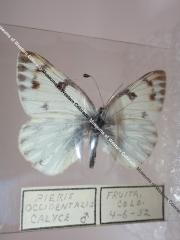 Western White (Butterfly) - Will Minor Collection