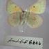 Orange Sulphur (Butterfly) - Will Minor Collection