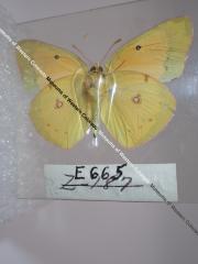 Orange Sulphur (Butterfly) - Will Minor Collection