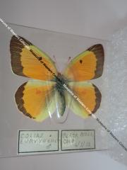 Orange Sulphur (Butterfly) - Will Minor Collection