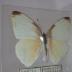 Florida White (Butterfly) - Will Minor Collection