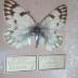 Western White (Butterfly) - Will Minor Collection