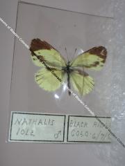 Dainty Sulphur (Butterfly) - Will Minor Collection