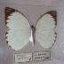 Great Southern White (Butterfly) - Will Minor Collection