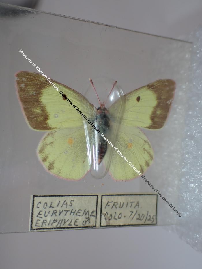 Clouded Sulphur (Butterfly) - Will Minor Collection