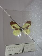 Dainty Sulphur (Butterfly) - Will Minor Collection