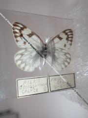 Western White (Butterfly) - Will Minor Collection