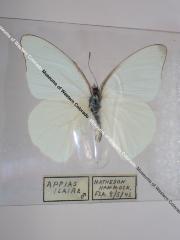 Florida White (Butterfly) - Will Minor Collection