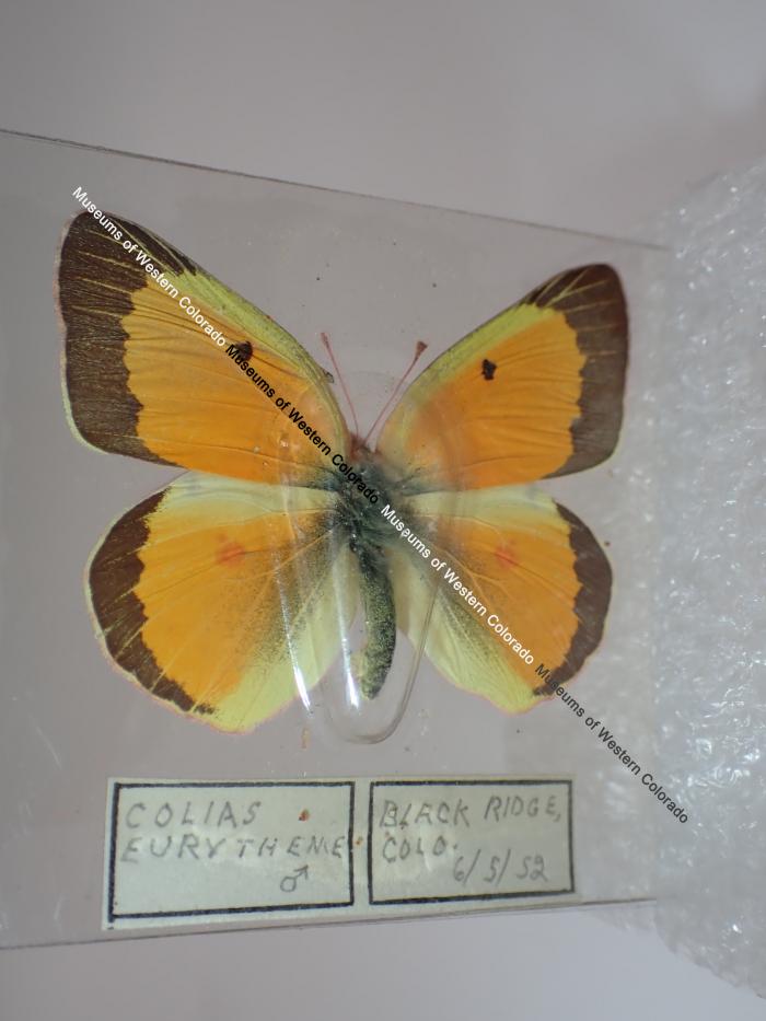 Orange Sulphur (Butterfly) - Will Minor Collection