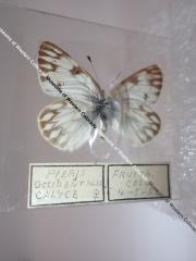 Western White (Butterfly) - Will Minor Collection