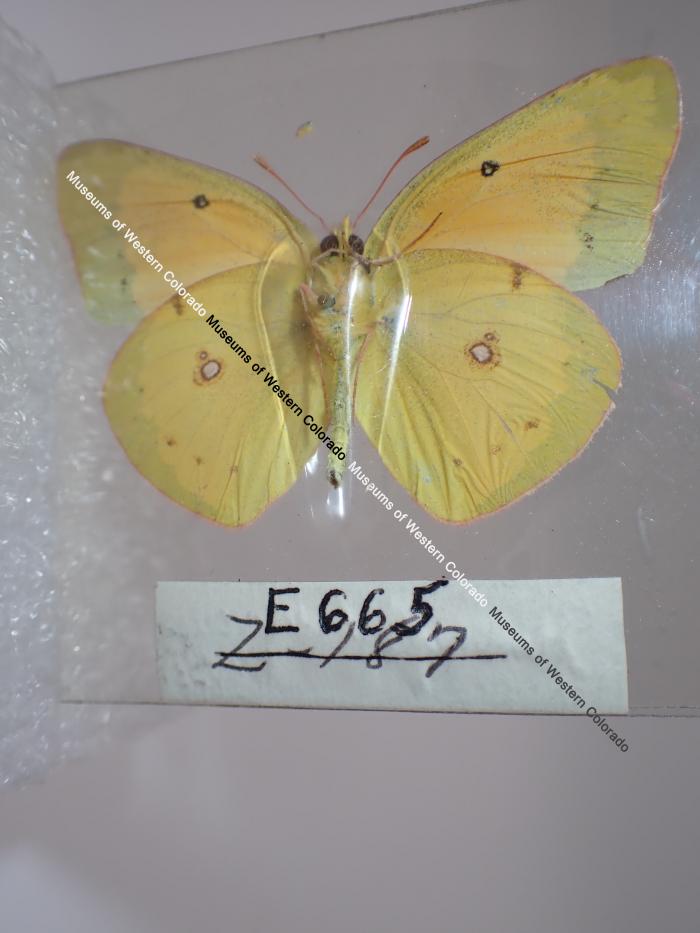 Orange Sulphur (Butterfly) - Will Minor Collection