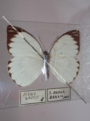 Great Southern White (Butterfly) - Will Minor Collection