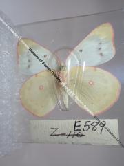 Orange Sulphur (Butterfly) - Will Minor Collection