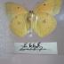 Orange Sulphur (Butterfly) - Will Minor Collection