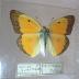 Orange Sulphur (Butterfly) - Will Minor Collection