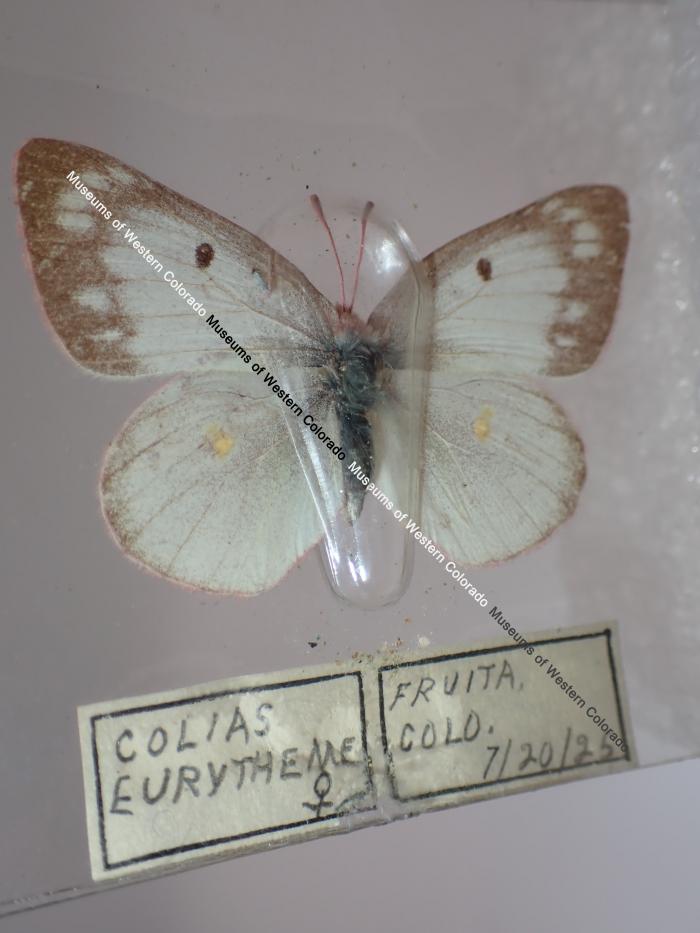 Orange Sulphur (Butterfly) - Will Minor Collection