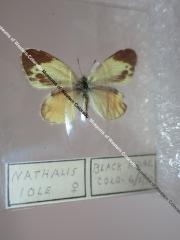 Dainty Sulphur (Butterfly) - Will Minor Collection