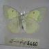 Clouded Sulphur (Butterfly) - Will Minor Collection