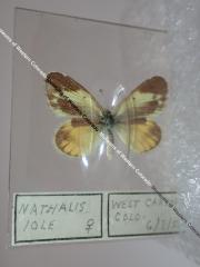 Dainty Sulphur (Butterfly) - Will Minor Collection