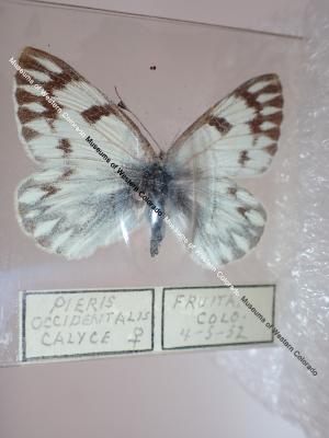 Western White (Butterfly) - Will Minor Collection