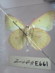 Clouded Sulphur (Butterfly) - Will Minor Collection