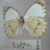 Great Southern White (Butterfly) - Will Minor Collection