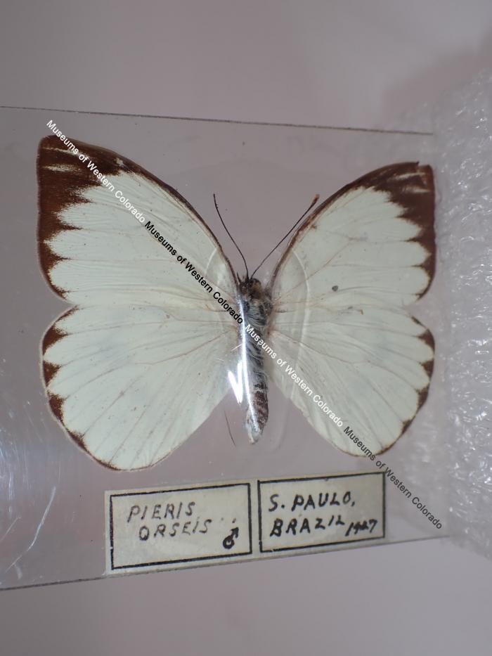 Great Southern White (Butterfly) - Will Minor Collection