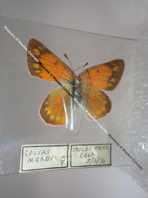 Mead's Sulphur (Butterfly) - Will Minor Collection