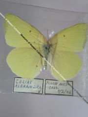 Queen Alexandra's Sulphur (Butterfly) - Will Minor Collection