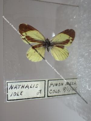 Dainty Sulphur (Butterfly) - Will Minor Collection