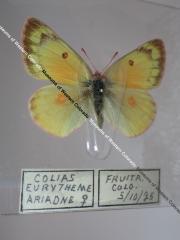 Orange Sulphur (Butterfly) - Will Minor Collection