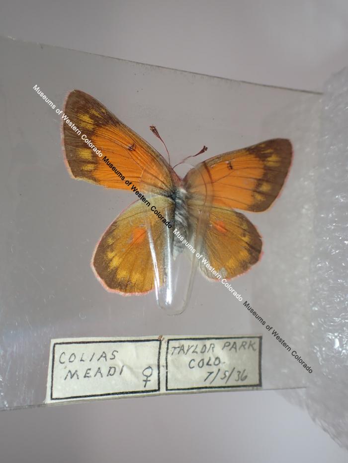 Mead's Sulphur (Butterfly) - Will Minor Collection