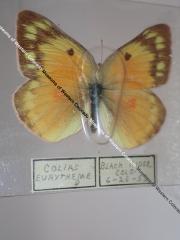 Orange Sulphur (Butterfly) - Will Minor Collection