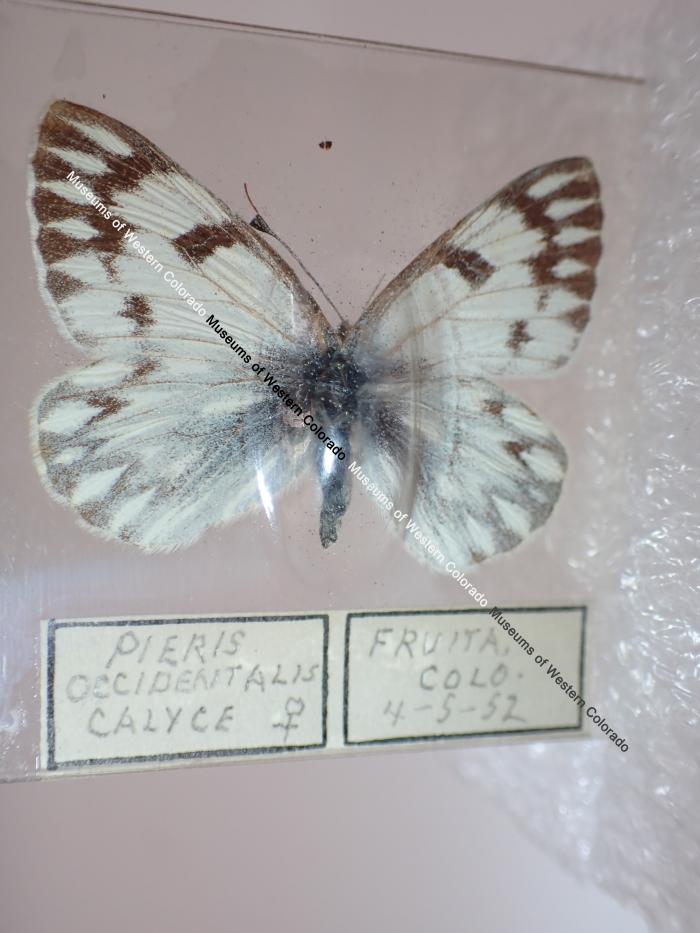 Western White (Butterfly) - Will Minor Collection