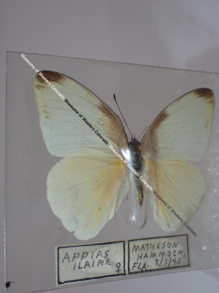 Florida White (Butterfly) - Will Minor Collection