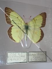 Clouded Sulphur (Butterfly) - Will Minor Collection