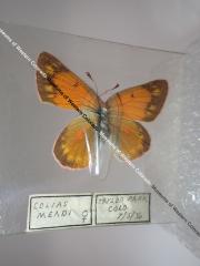 Mead's Sulphur (Butterfly) - Will Minor Collection